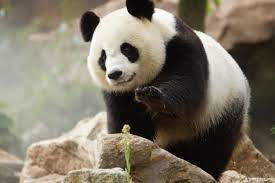 We did not find results for: Pas De Bebe Panda Au Zoo Parc De Beauval Le Petit Solognot
