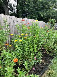 Check spelling or type a new query. How To Create A Cut Flower Garden For Beginners Step By Step