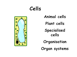 Powerpoint presentation on plant cell and animal cell for year 7. Cells Animal Cells Plant Cells Specialised Cells Organisation Ppt Video Online Download