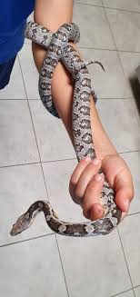 Sold corn snakes waiting to go home. Corn Snake Reptiles For Sale Houston Tx 305689