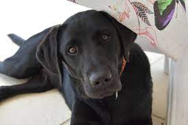 Feb 25, 2018 · dogs from the black mouth cur lab mix have their own unique personality. The English Lab Vs American Labrador Retriever Labrottie Com