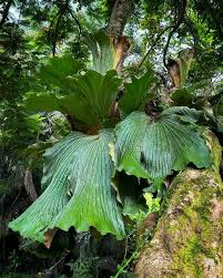 Image result for Platycerium elephantotis