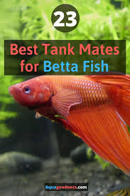 Best Tank Mates For Betta Fish In 3 5 And 10 Gallon Tank In 2020 Betta Fish Betta Fish Tank Breeding Betta Fish