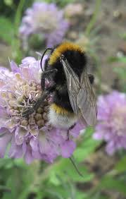 Image result for Bombus vestalis