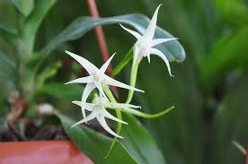 Image result for Cyrtorchis arcuata