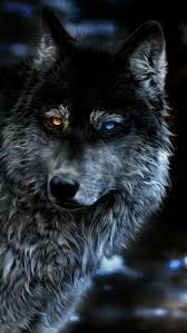 Pin By Nuray Usta On Wolves Wolf Spirit Animal Wolf Pictures Wolf Wallpaper