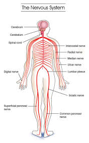 The brain interpretes the messages and despatch them to the effectors through efferent (motor) neurons. Labeled Diagram Of The Nervous System Koibana Info Nervous System Anatomy Nervous System Diagram Nervous System Projects
