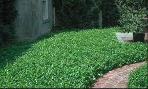 Check spelling or type a new query. Asiatic Jasmine Minima Groundcover Apenberry S Gardens