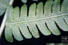 Image result for Christella hispidula