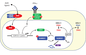 We did not find results for: The Aryl Hydrocarbon Receptor And Interferon Gamma Generate Antiviral States Via Transcriptional Repression Elife