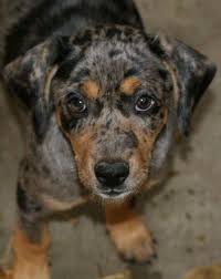 Black And Brown Dachshund Mix Blue Doxy Dachshund Blue Heeler Mix So Cute Animals Friends Heeler Mix Dog Love