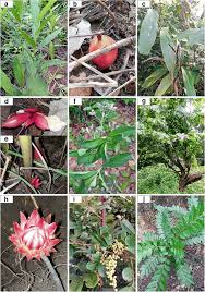 Image result for Aframomum alboviolaceum