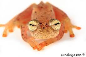 Anomalous Glass Frog Glass Frog Frog Amphibians