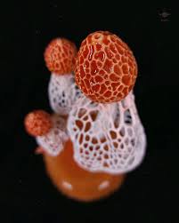 Image result for Otiophora