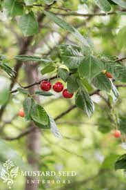 Maybe you would like to learn more about one of these? Cherry Picking Miss Mustard Seed