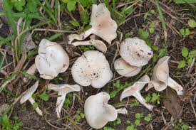 Image result for Clitocybe multiceps