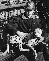 The Dalmatian ~ Beloved “Fire House” dog… One of the most enduring symbols  of the fire service is the Dalmatian dog, particularly in England, Canada  and the United States. The Dalmatian is