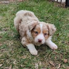 Check spelling or type a new query. Australian Shepherd Puppy Emma Petsforhomes