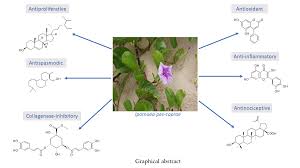 Image result for Ipomoea pes-caprae