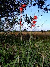 Image result for Gladiolus dalenii