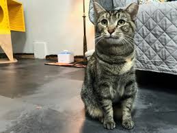 Keeping things cozy at the Radical Cat in Midtown Reno