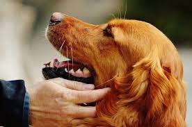 If you plan on jogging with your dog, make sure you speak to your vet first and work up to a run with walks first. 5 Things You Didn T Know About Golden Retrievers Dog Training Me