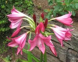Image result for Crinum walteri