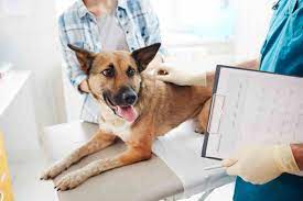 We are serious about partnership, and we recognize you have a lot to offer. Vet In Sharjah Pet Clinic In Dubai Vet Surgery Grooming Daycare Uae