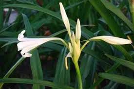 Image result for Crinum rautanenianum