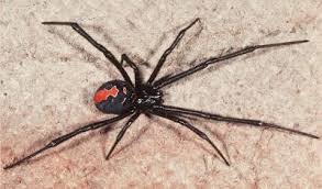 Take note of the redback spider's red abdominal stripe. 22 Year Old Man Dies After Redback Spider Bite Just Months After Younger Brother Killed In Car Crash The Independent The Independent