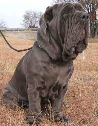 This facility was made possible through the efforts of the of the western ohio girls scouts and the local troops in napoleon. Napoleon Mastiff Dog Online Shopping