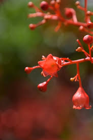 Australian native tree with red flowers. Red Flame Tree Flower Summer Free Photo On Pixabay
