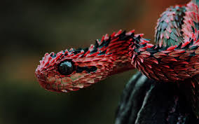 Maybe you would like to learn more about one of these? Snake Hd Wallpapers Wallpaper Cave