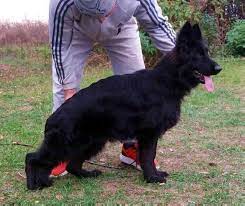 Akc Black German Shepherd Dog Female For Sale Long Hair Showline Imported Black German Shepherd Dog Baby German Shepherds Black German Shepherd