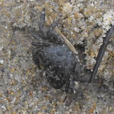 Got a photo of a bug you'd like identified? Little Black Crab Pachygrapsus Crassipes Bugguide Net