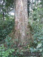 Image result for Celtis mildbraedii