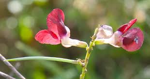 Image result for Macroptilium atropurpureum