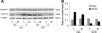 Until we can get a citation for this, perhaps we can just store the content off the main page: Sex Differences In Caspase Activation After Stroke Stroke