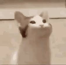 Cat Bop Gif Cat Bop Meme Discover Share Gifs