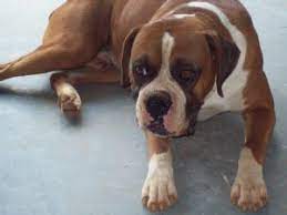Boxer Puppies In Georgia