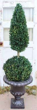 Maybe you would like to learn more about one of these? 50 Boxwood Ball Cone 4 Ft Preserved Boxwood Ball Cone Tree And Topiary