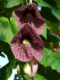Image result for Aristolochia hockii