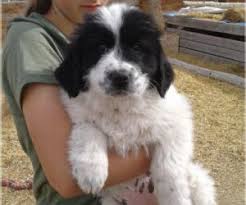 A newfoundland lab mix will also need lots of exercise, but if you're letting your newfoundland lab puppy go swimming, you will need to make sure you watch him, ensuring he has a safe way out of. Newfoundland Great Pyrenees Mix Breed Information