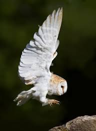 Barn Owl In Flight Barn Owl Tattoo Barn Owl Baby Barn Owl