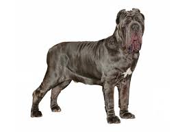 When a spunky personality becomes a syndrome small dogs are loved for their big personalities, but sometimes those big personalities can be a big problem. Neapolitan Mastiff Dog Information Pictures Dogexpress