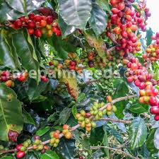 Maybe you would like to learn more about one of these? Coffea Arabica Costa Rica 95 Arabica Coffee Buy Seeds At Rarepalmseeds Com