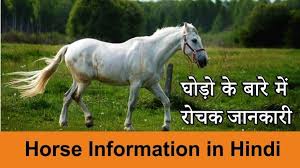 I'm nitesh brithwal nanu , an indian engineer who is passionate about technology , current affairs , general knowledge & programming. à¤ à¤¡ à¤ à¤° à¤à¤ à¤ à¤¨à¤ à¤° Horse Information In Hindi