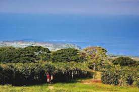 Our farm lies at 1,470 feet elevation right in the middle of the kona heritage corridor (aka the kona coffee belt) and we feel that this elevation and soil content. Picking Coffee Beans At A Kona Coffee Plantation From Photo Gallery For Kona Coffee Plantations Big Island Of Hawaii United States Photo 10904 Visual Itineraries