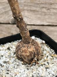 Image result for Euphorbia platycephala