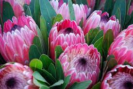 Pin On Blomme
